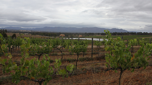 Macquariedale Vineyard - Hunter Valley, NSW