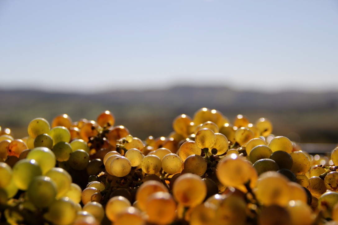 Sunlight Held Together By Water, Greystone Wines, Riesling - photo by The Wine Idealist