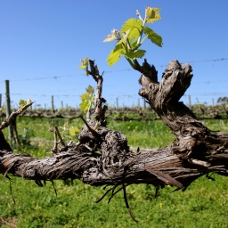 ‘My Kingdom For A Grape Vine!’… Battle of Bosworth, McLaren Vale